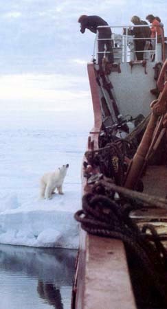 Isbjørnen er tæt på ,men der er langt op på dækket( lånt foto)