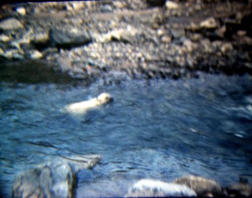Bjørneunge fra Mestersvig får sig en lille svømmetur i elven (foto Hans)