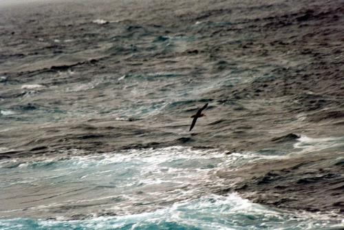 Albatros en meget flot flyver (lånt foto)